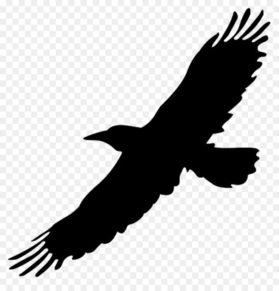 Eagle Drawing clipart