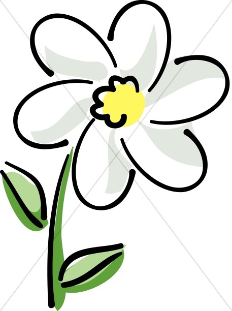 White daisy with.