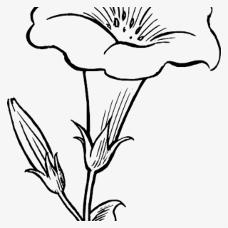 White lily png.