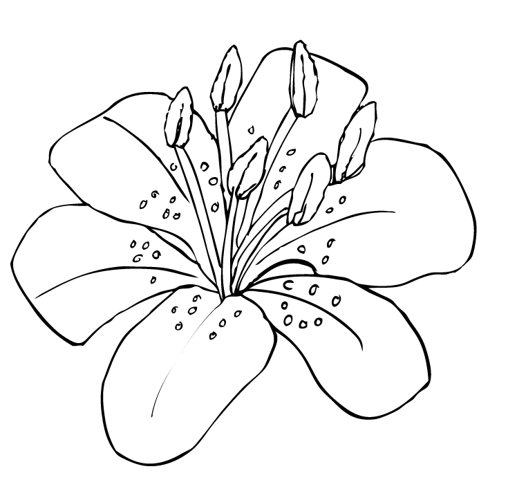 Free lily clipart.