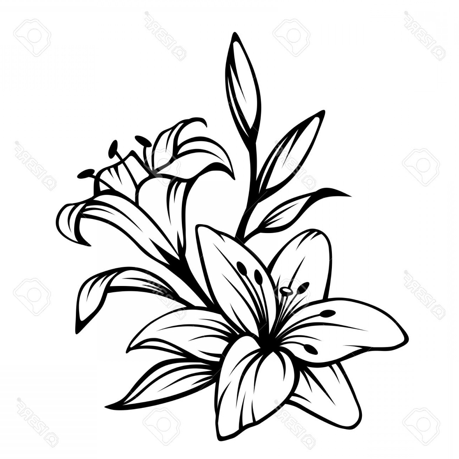 flower clipart black and white lily