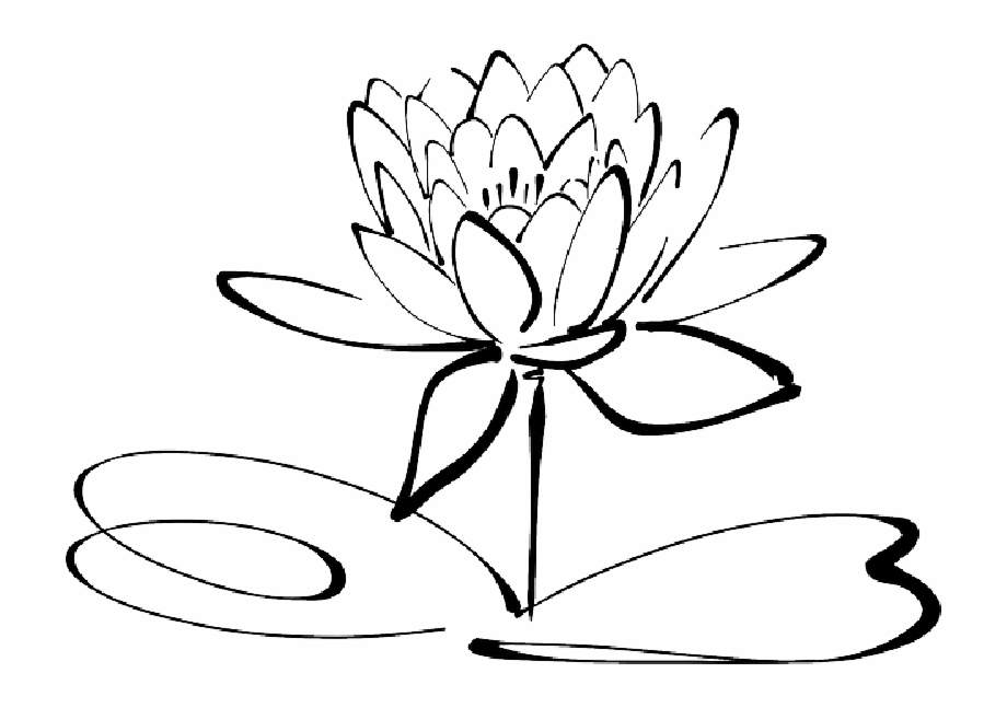 Lotus Flowers Clipart Black And White , Png