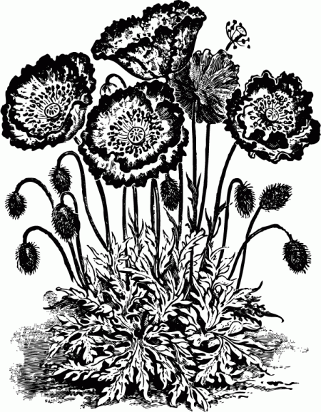 Vintage Poppy Flower Black and White Clip Art