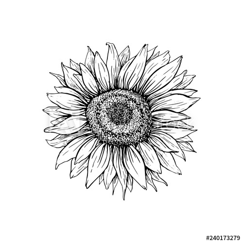 Sunflower hand drawn.