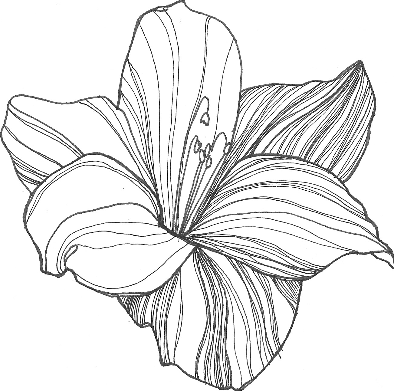 Free drawing flower.