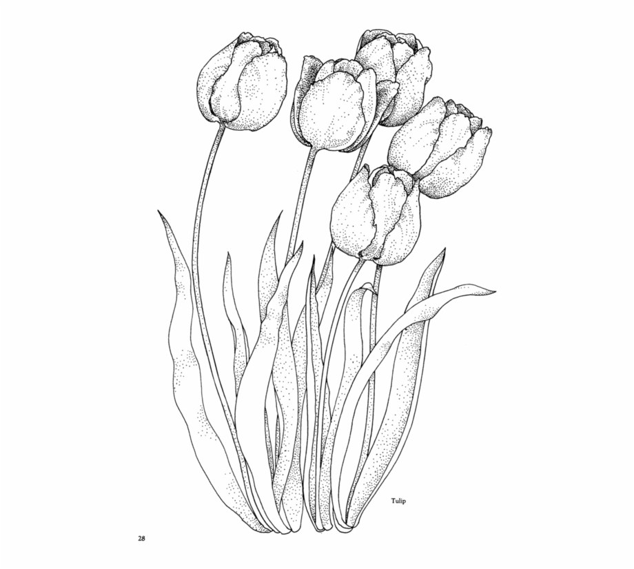 Picture Library Stock Flower Png Draw Embroidery And