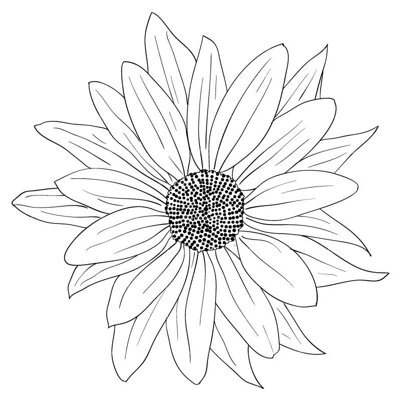 flower clipart black and white sunflower