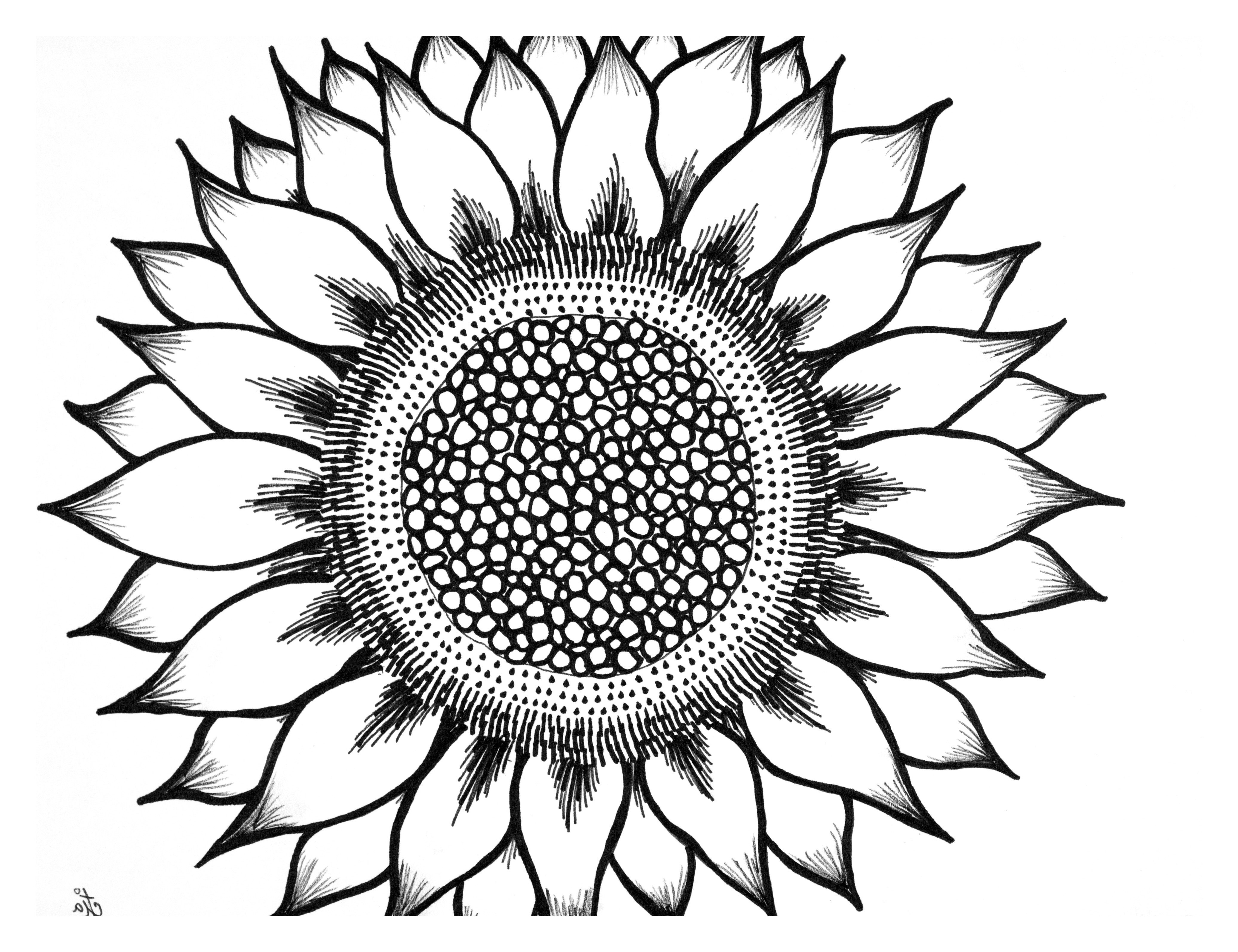 Sunflower black and white black and white sunflower drawing