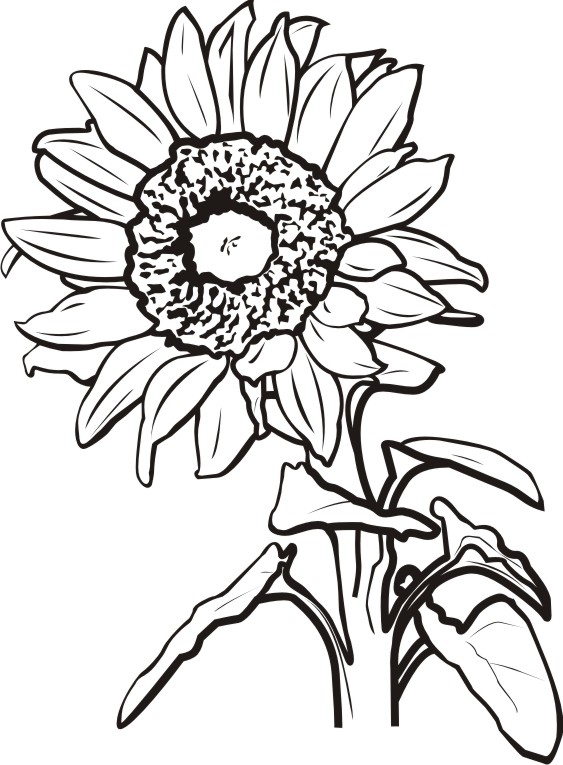 flower clipart black and white sunflower