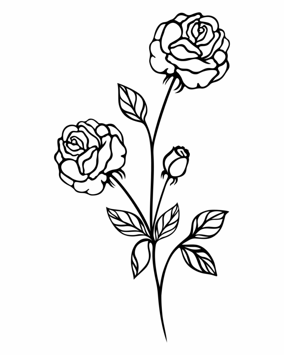 Drawing, Rose, Line Art, Flower, Flora Png Image With