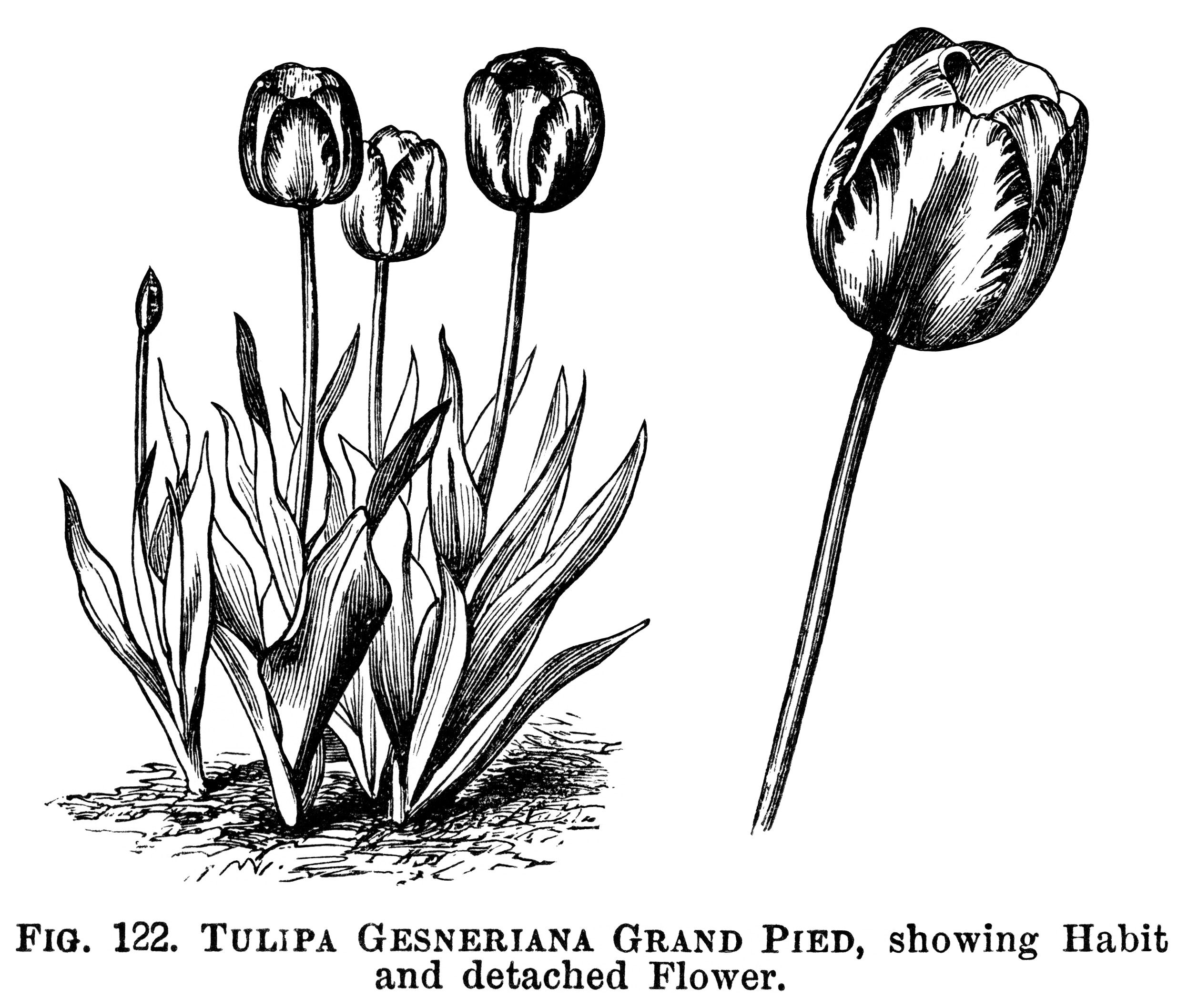 Tulip clipart, black and white graphics, botanical flower