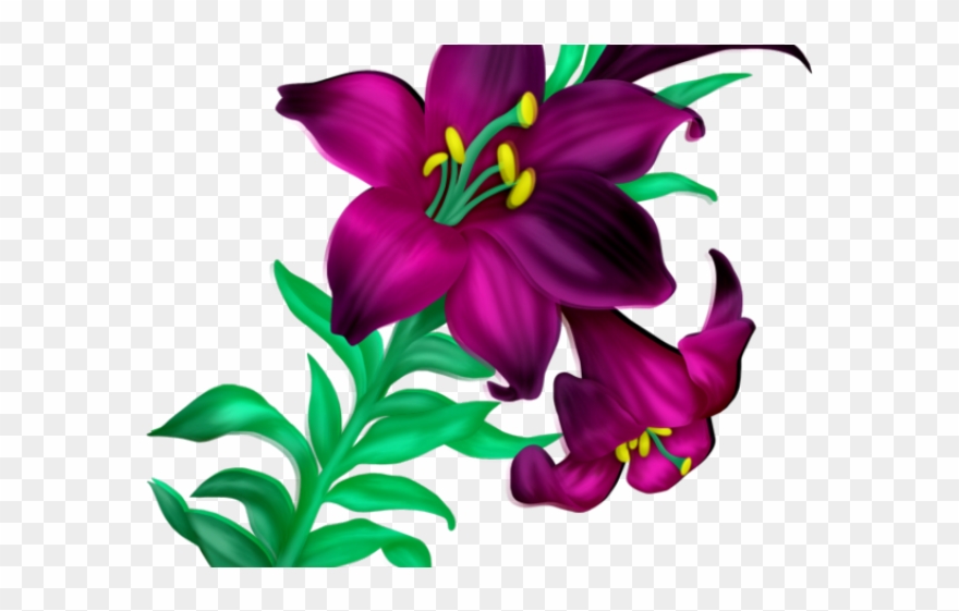 Lily clipart violet.