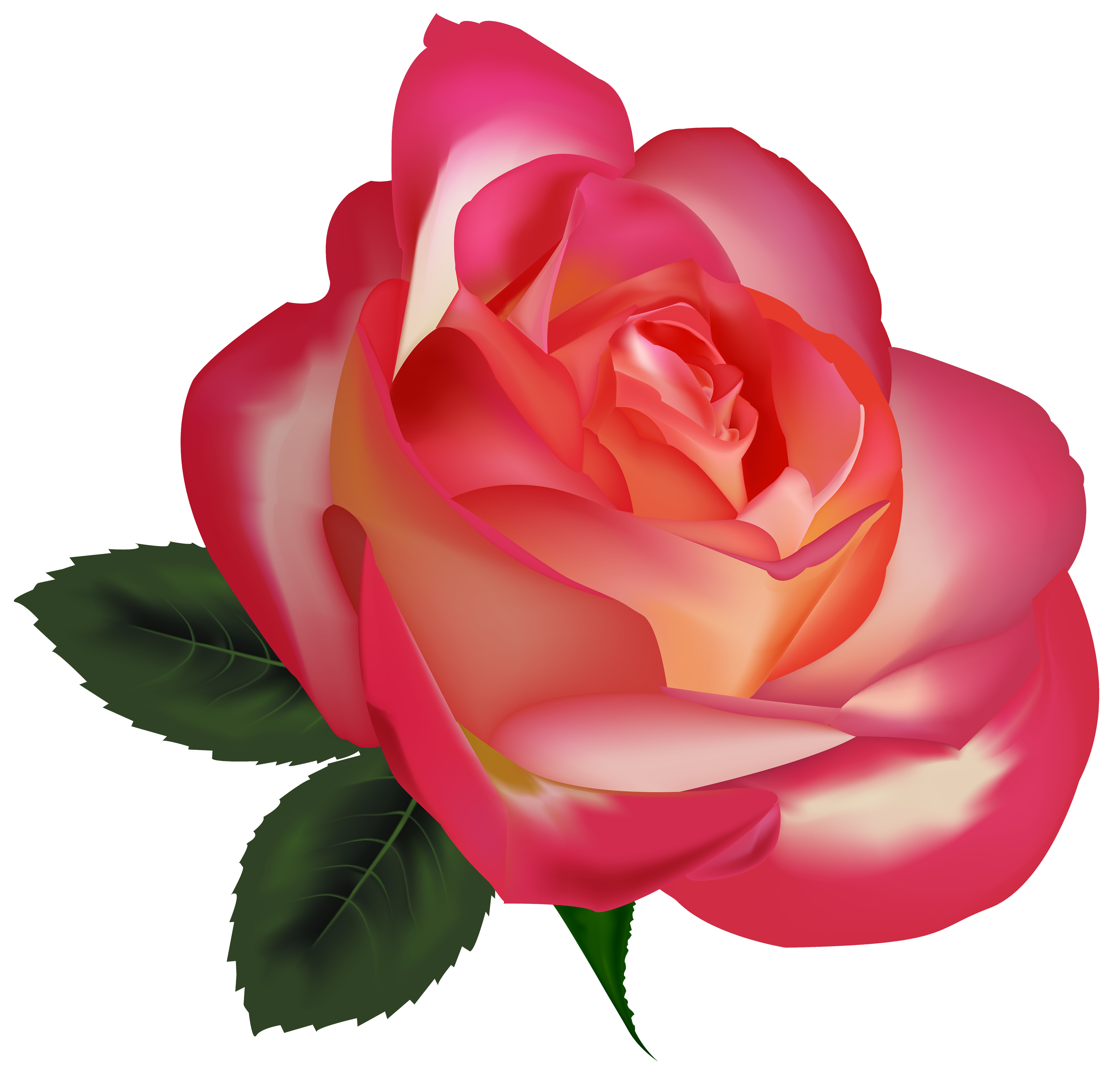 Beautiful rose png.