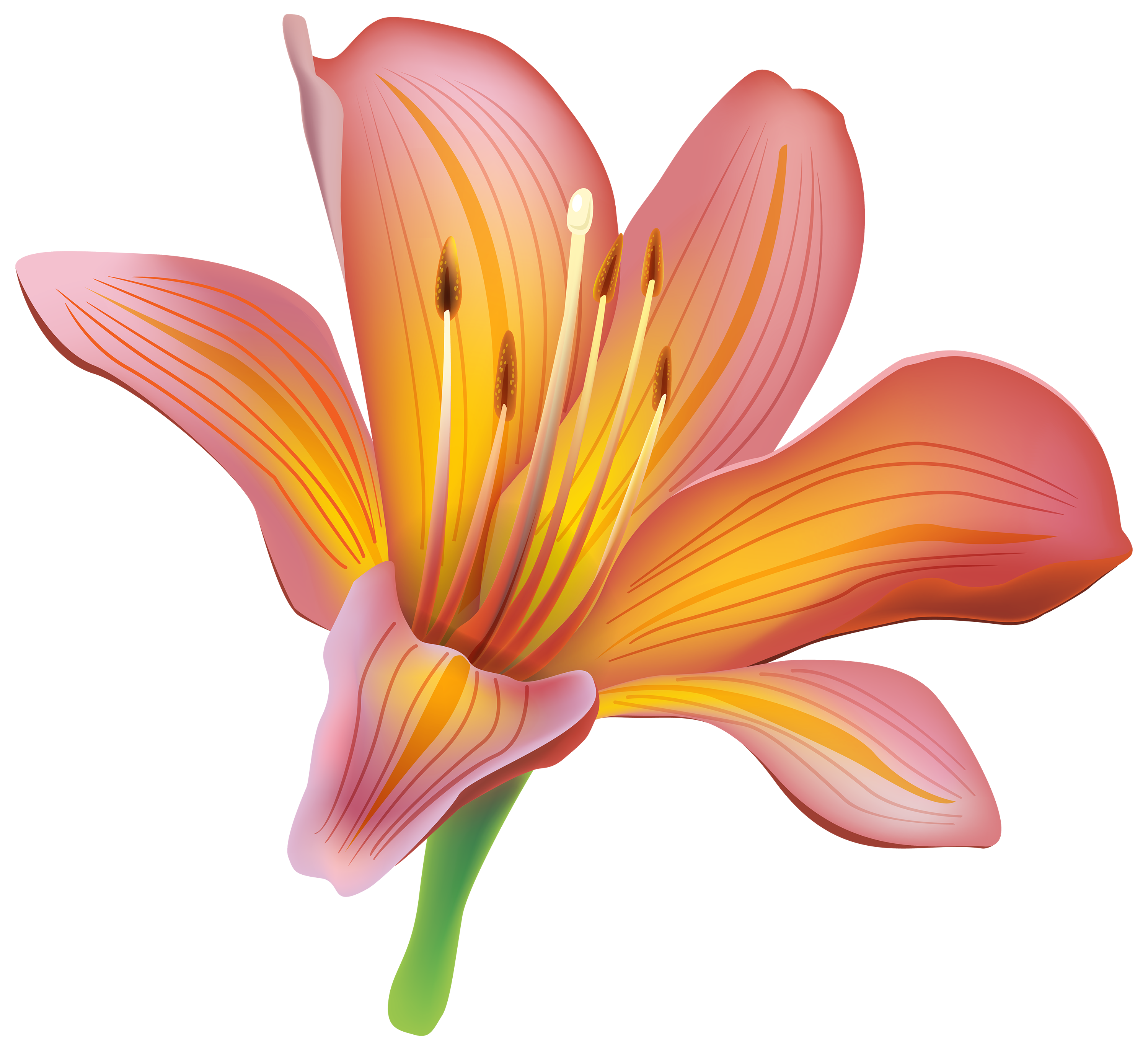 Lily flower png.