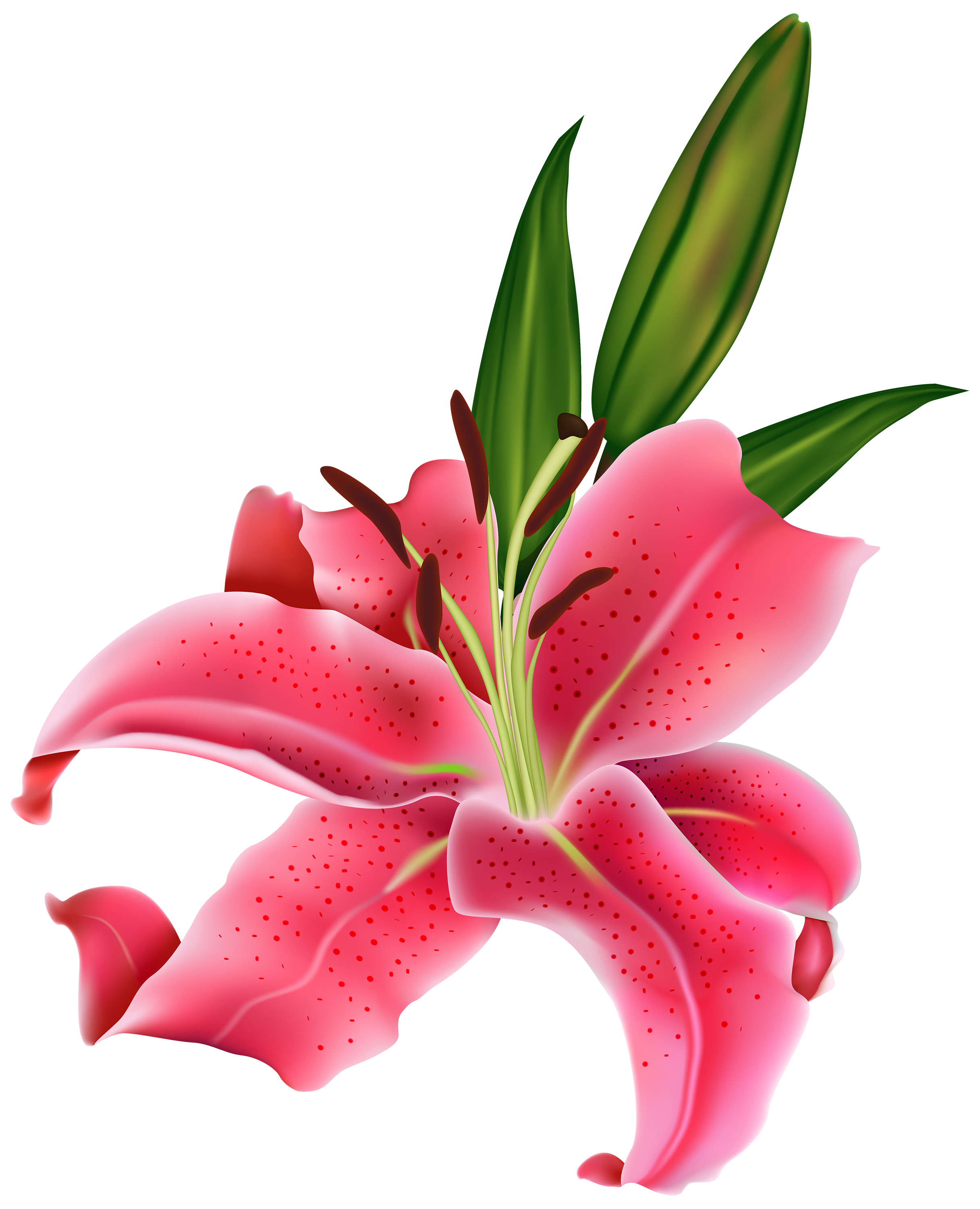 Lily pink flower.