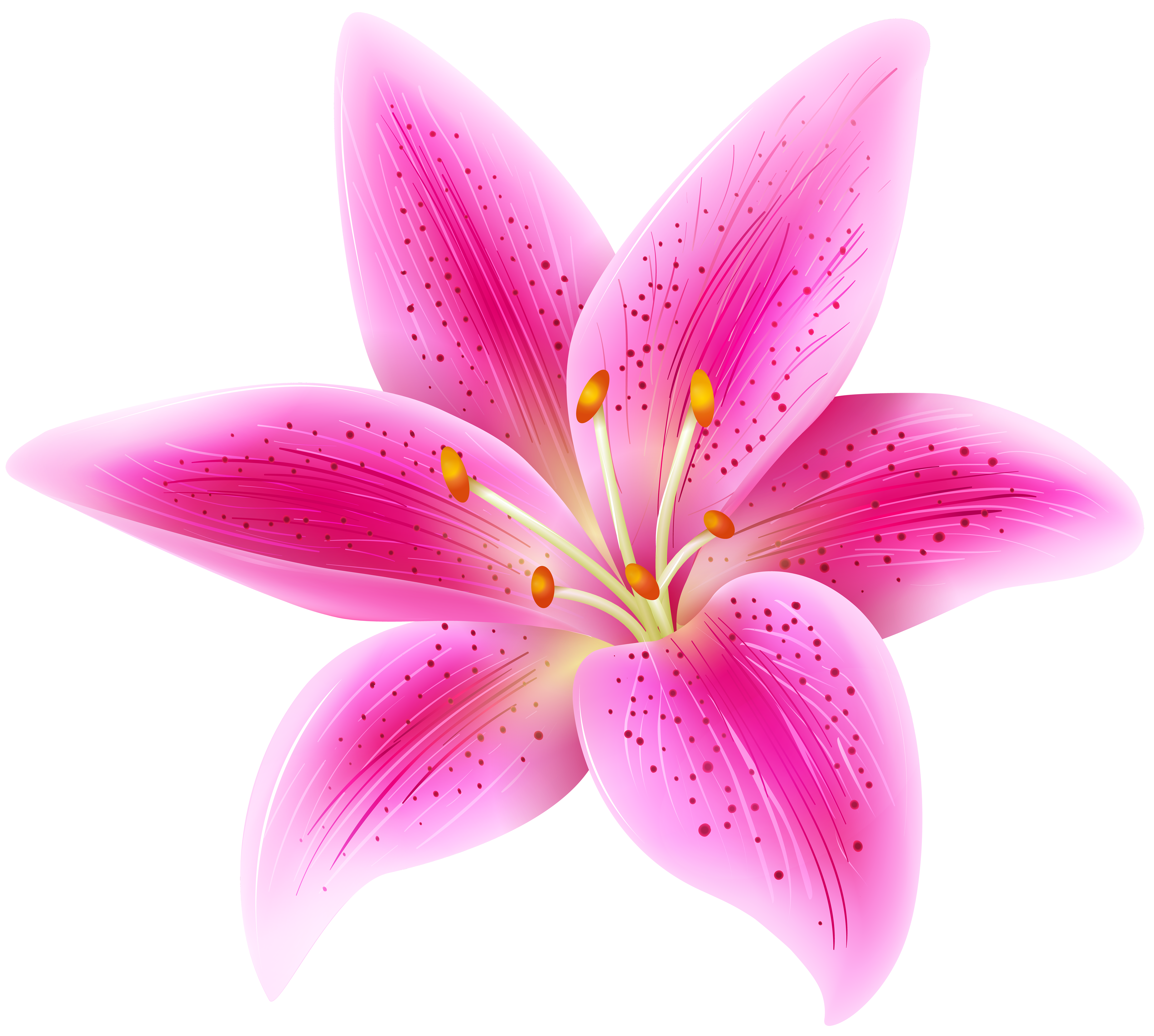 Lily flower transparent.