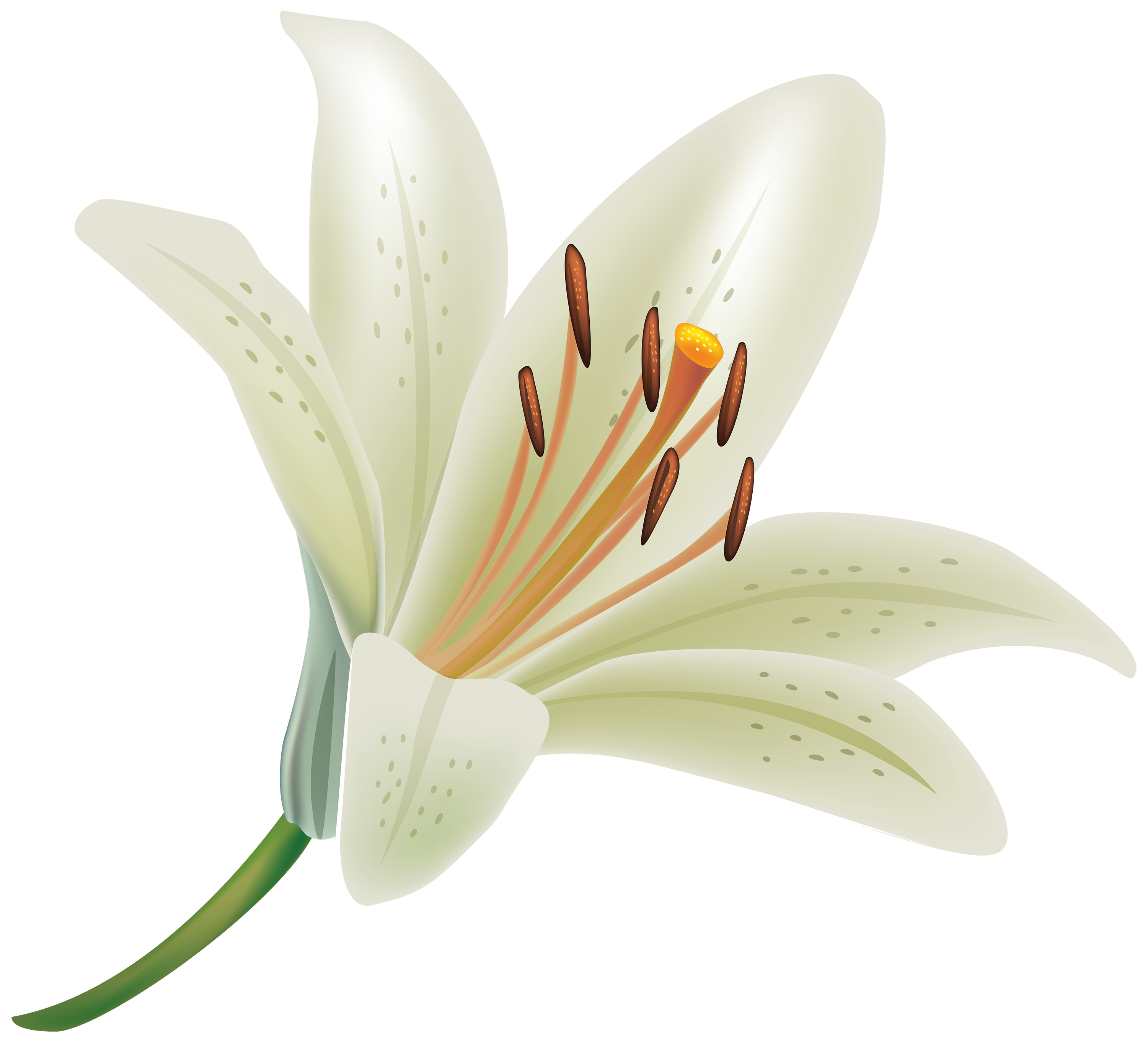 White lily wallpapers.