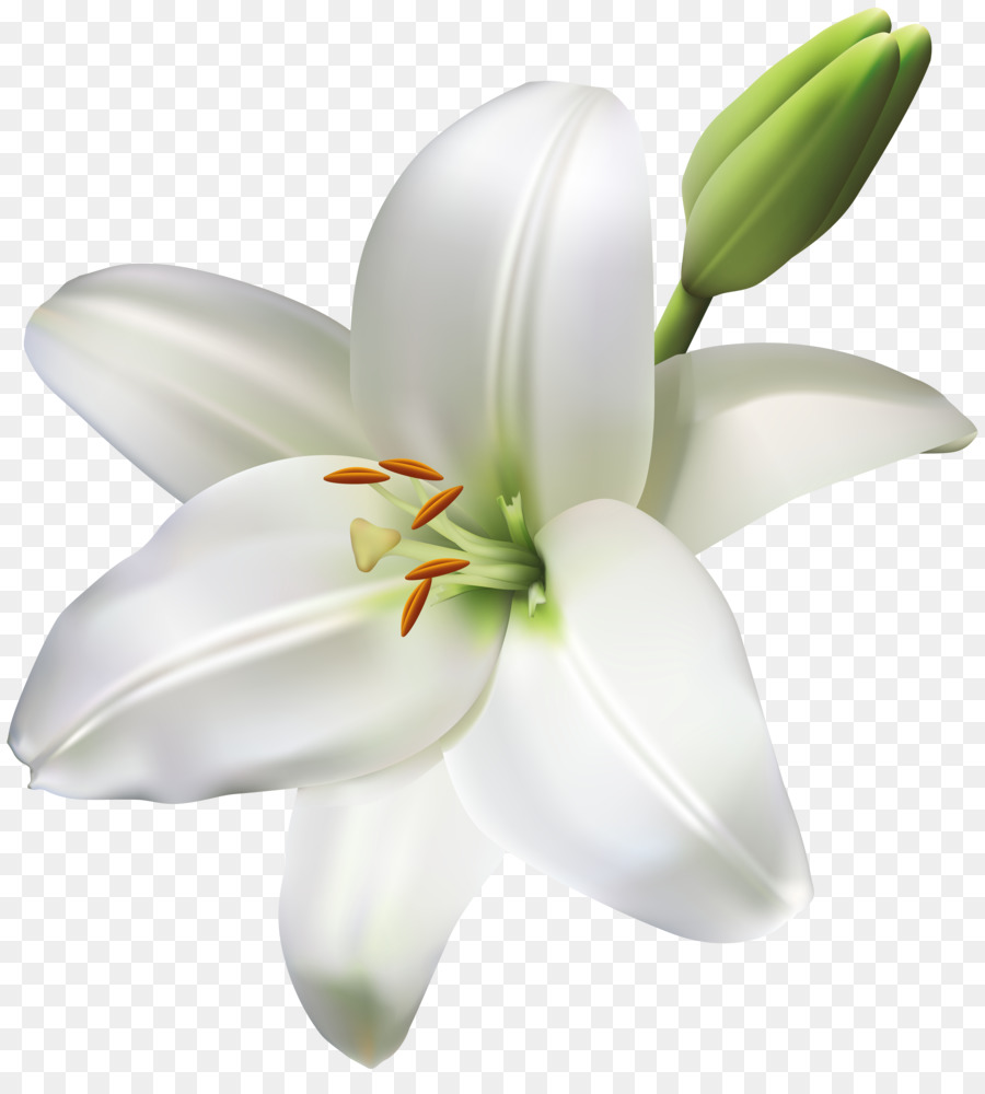Madonna Lily Flower Clip art Portable Network Graphics