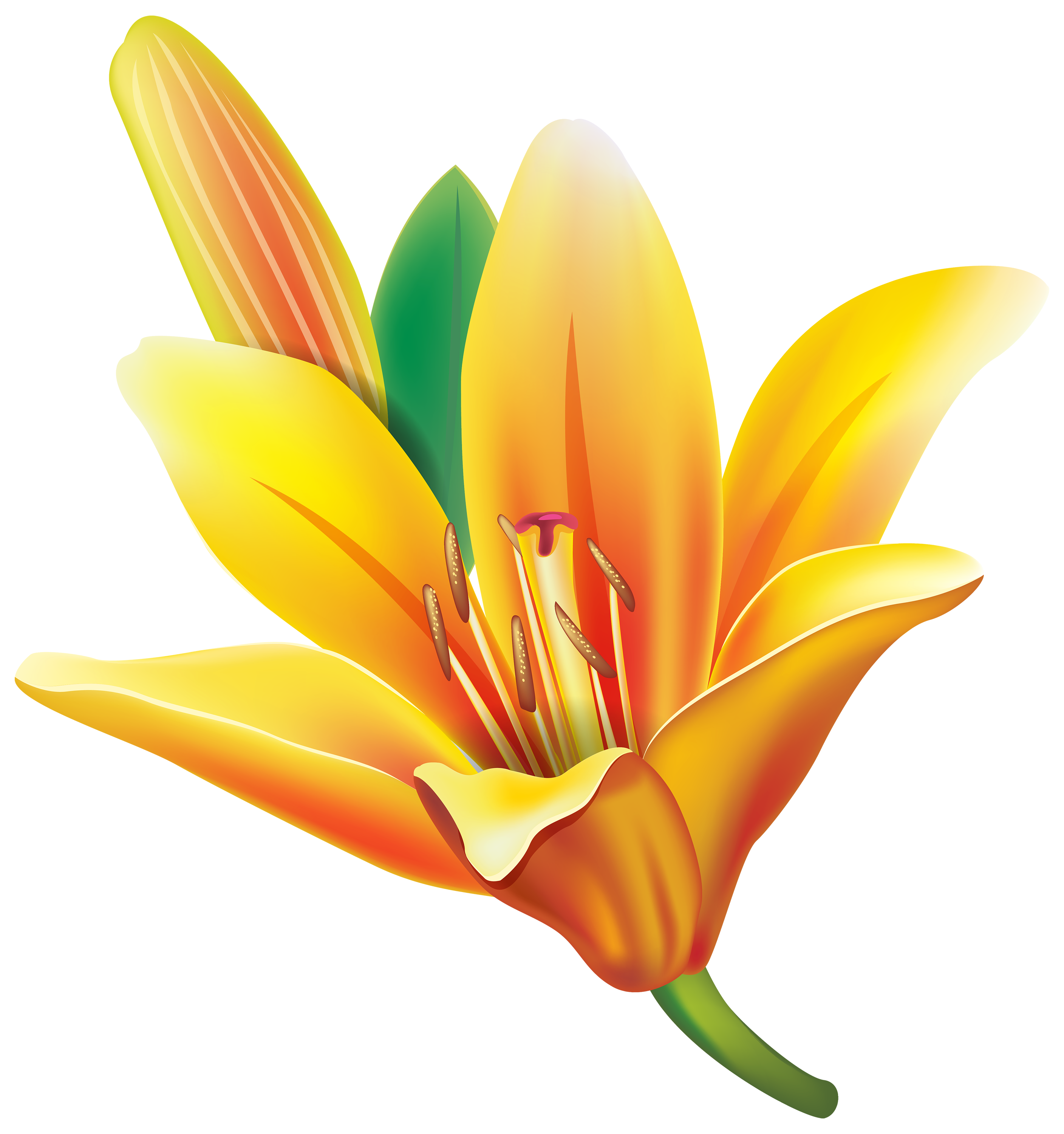 Yellow lily flower.
