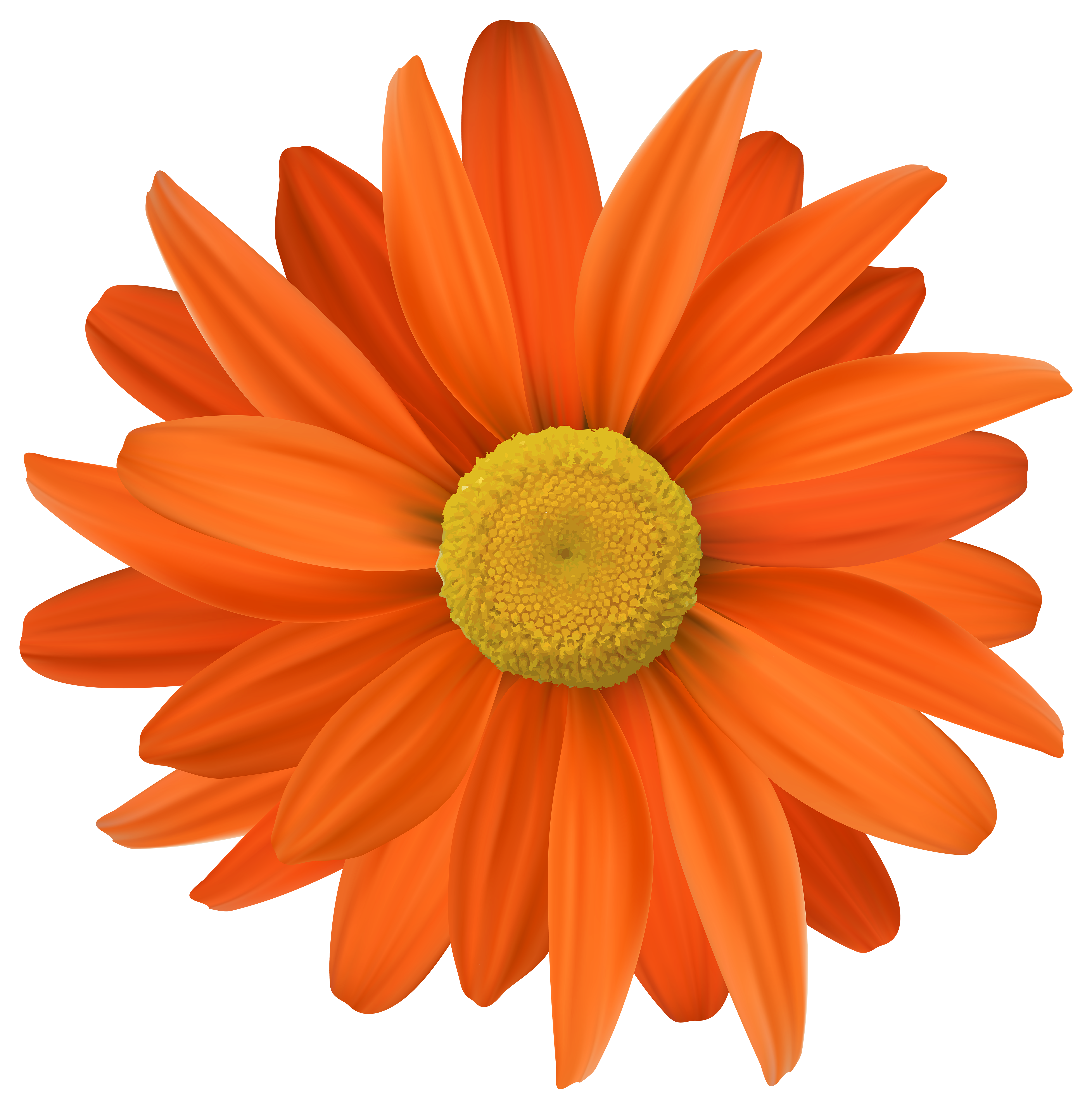 Orange flower transparent.