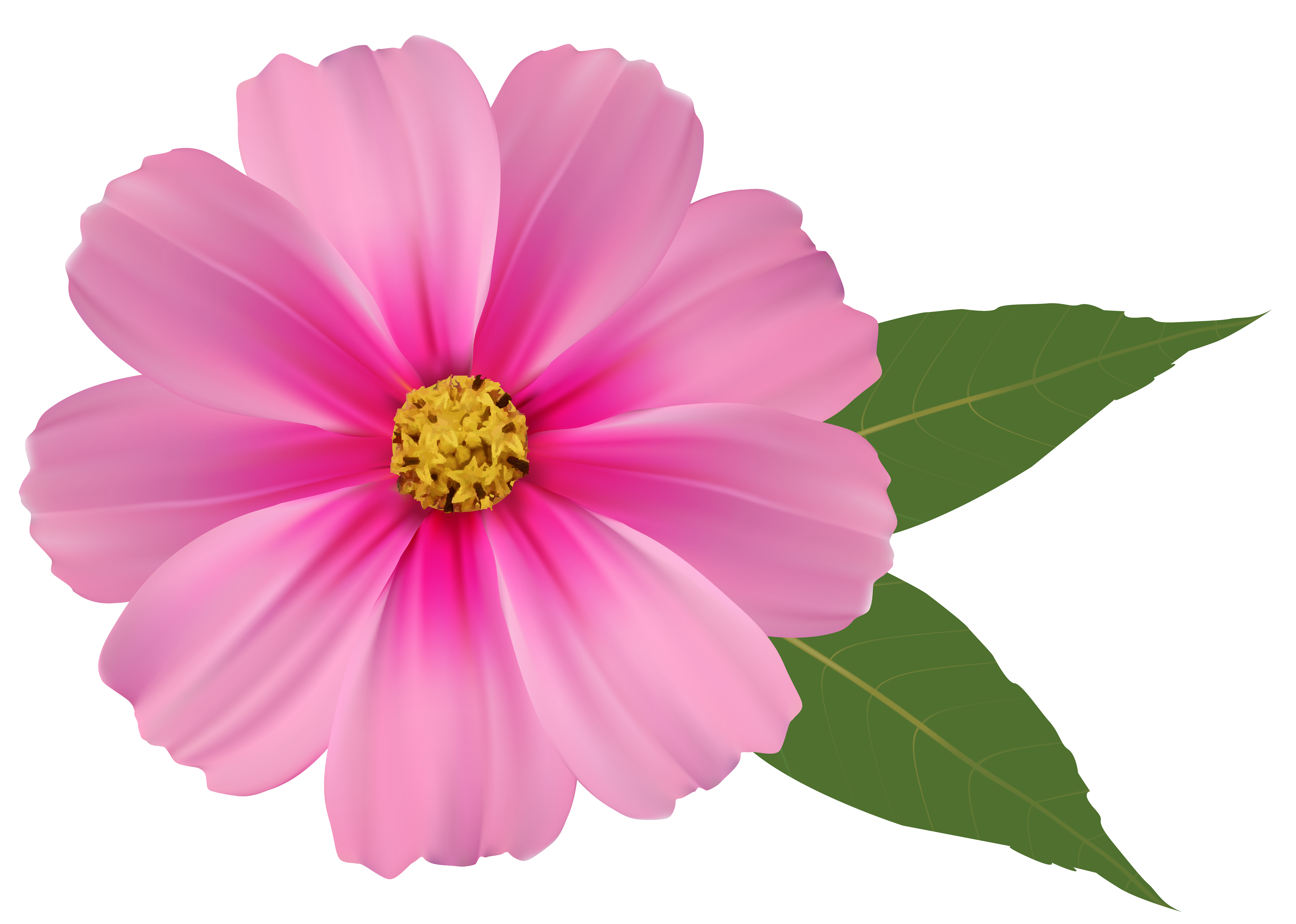 Pink flower png.