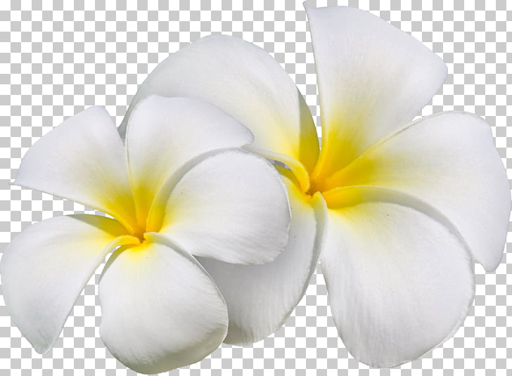 Flower Art Petal , exotic, white plumeria flowers PNG