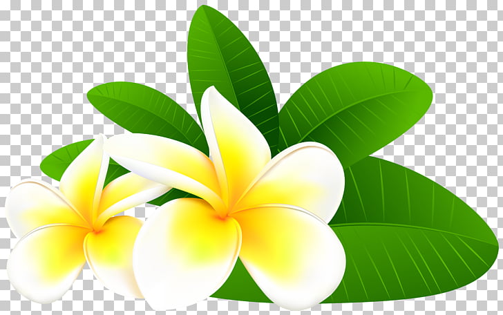 Frangipani Flower , frangipani, white