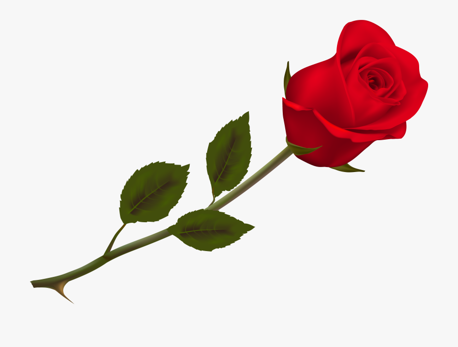 Transparent Beautiful Red Rose Png Picture