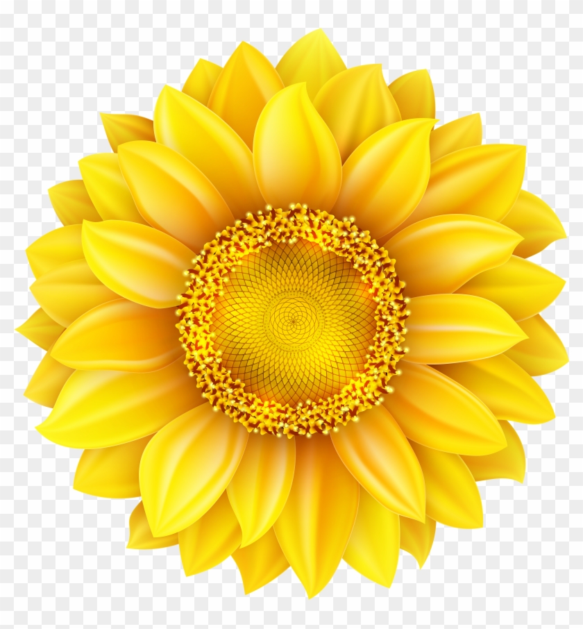 Sunflower png clip.