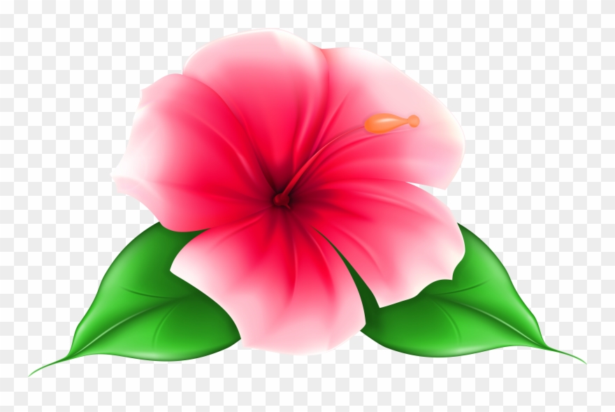 Exotic flower png.