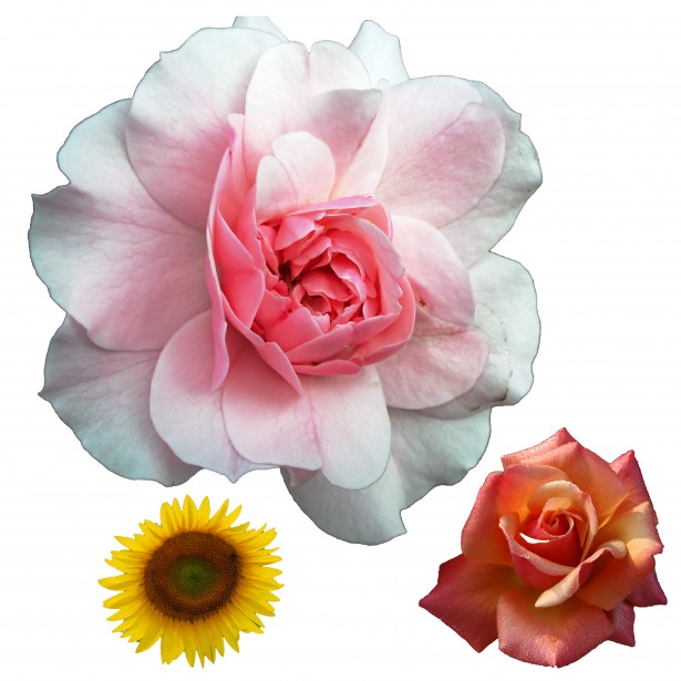 Free Realistic Flowers Cliparts, Download Free Clip Art