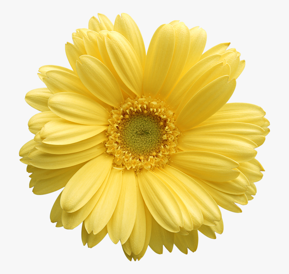 Free Daisy Clipart Public Domain Flower Clip Art Images