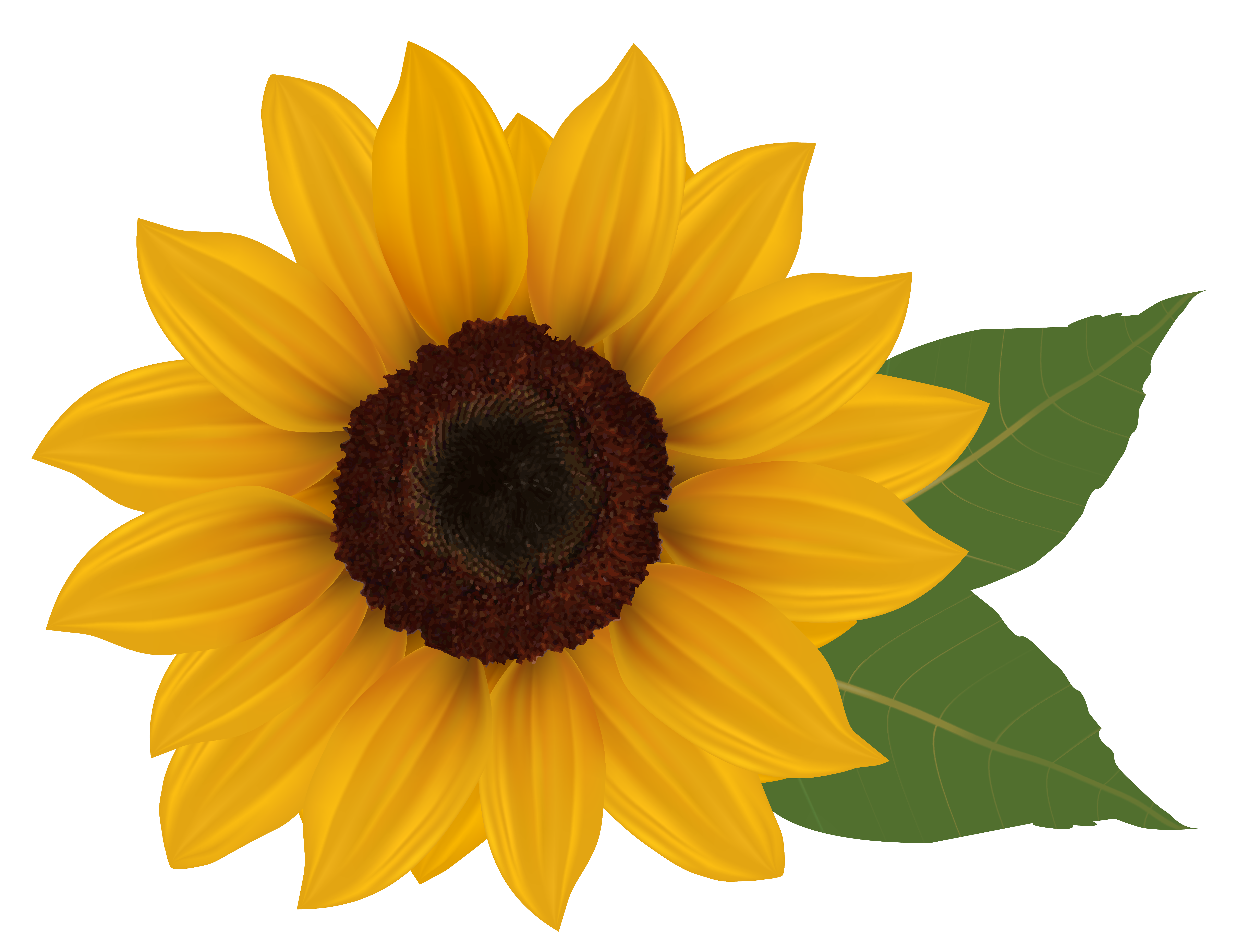 Free sunflower clipart.