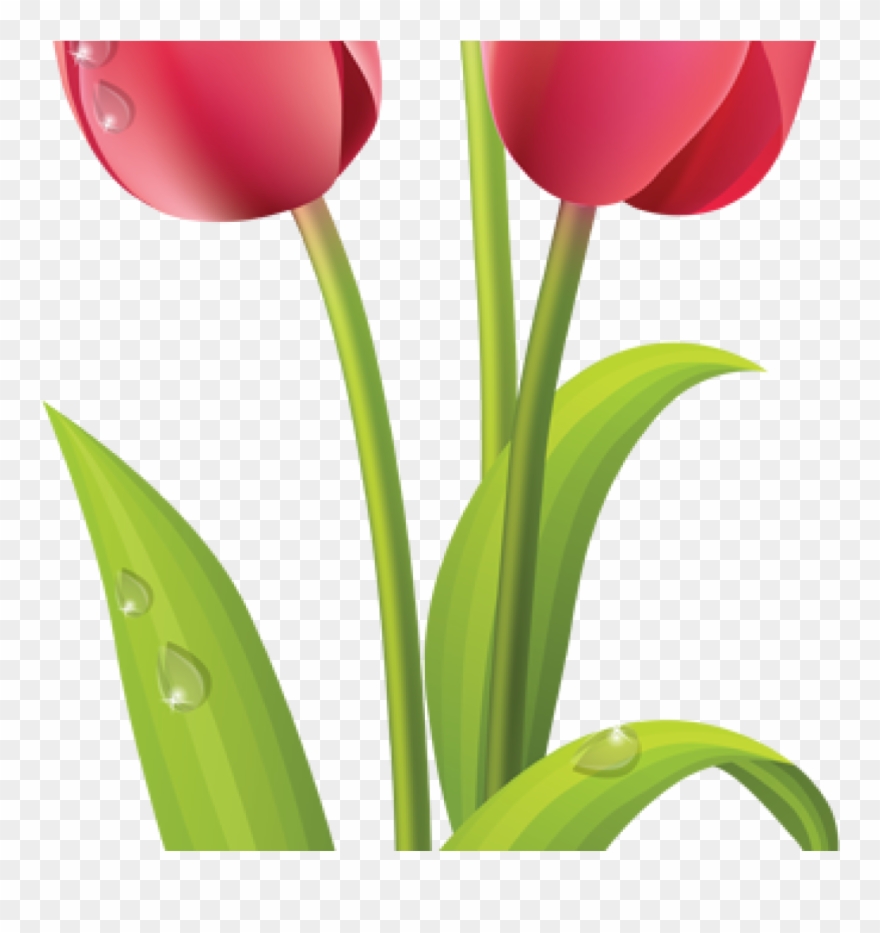 Tulips Clip Art Pink Tulips Clip Art Pinterest Pink