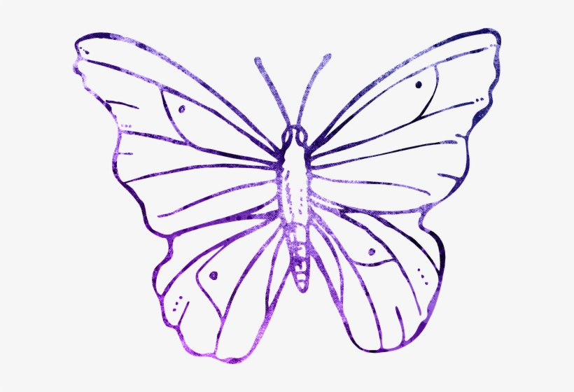 Butterfly Purple Outline Clipart Cute