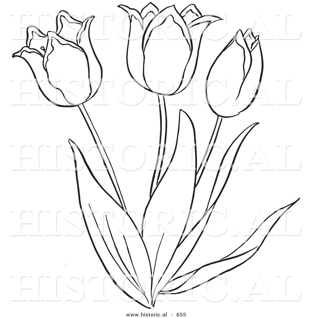 Tulip Flower Outline