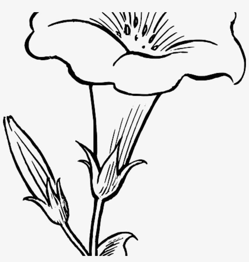 Flower Outline Drawing Black White Flowers Free Dinosaur