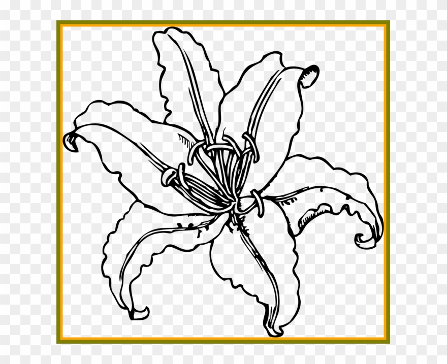 Ideas Of Lily Flower Outline For