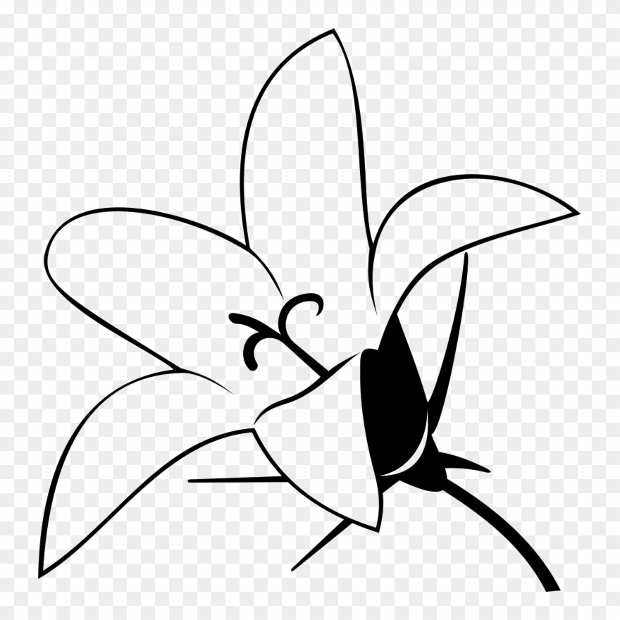 Lily outline clipart.