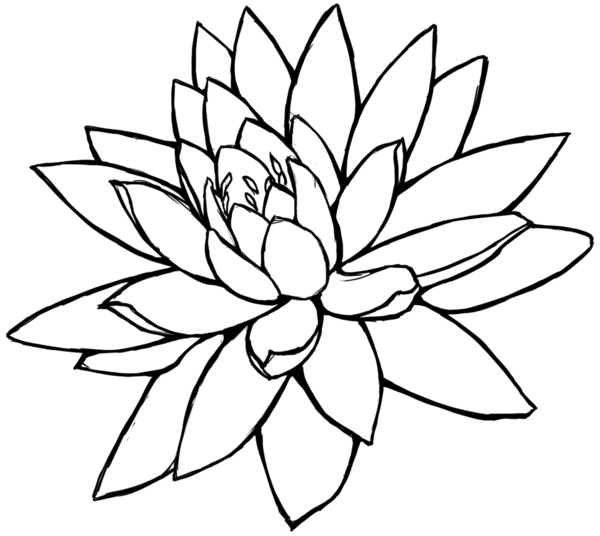 Free Lotus Flower Line Drawing, Download Free Clip Art, Free