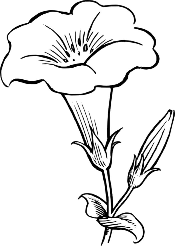 Free Flower Outline Clipart, Download Free Clip Art, Free