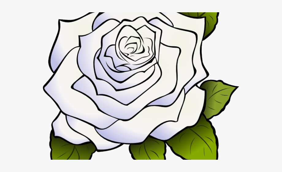 White rose clipart.