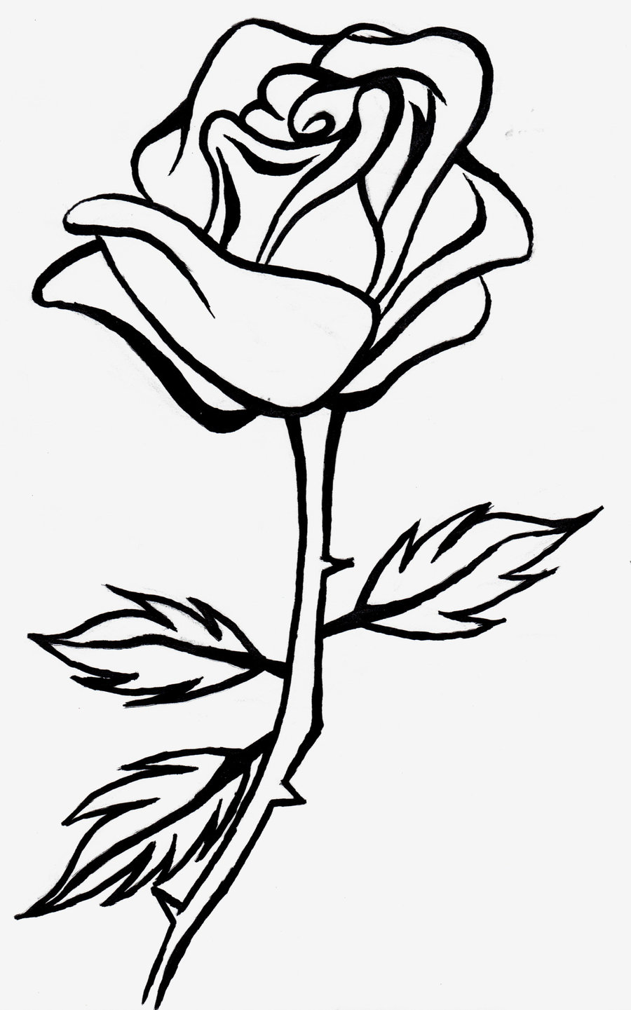 Best rose outline.