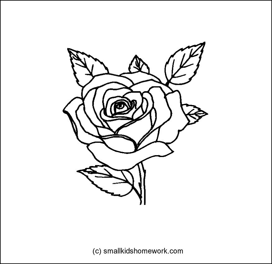 flower outline clipart rose