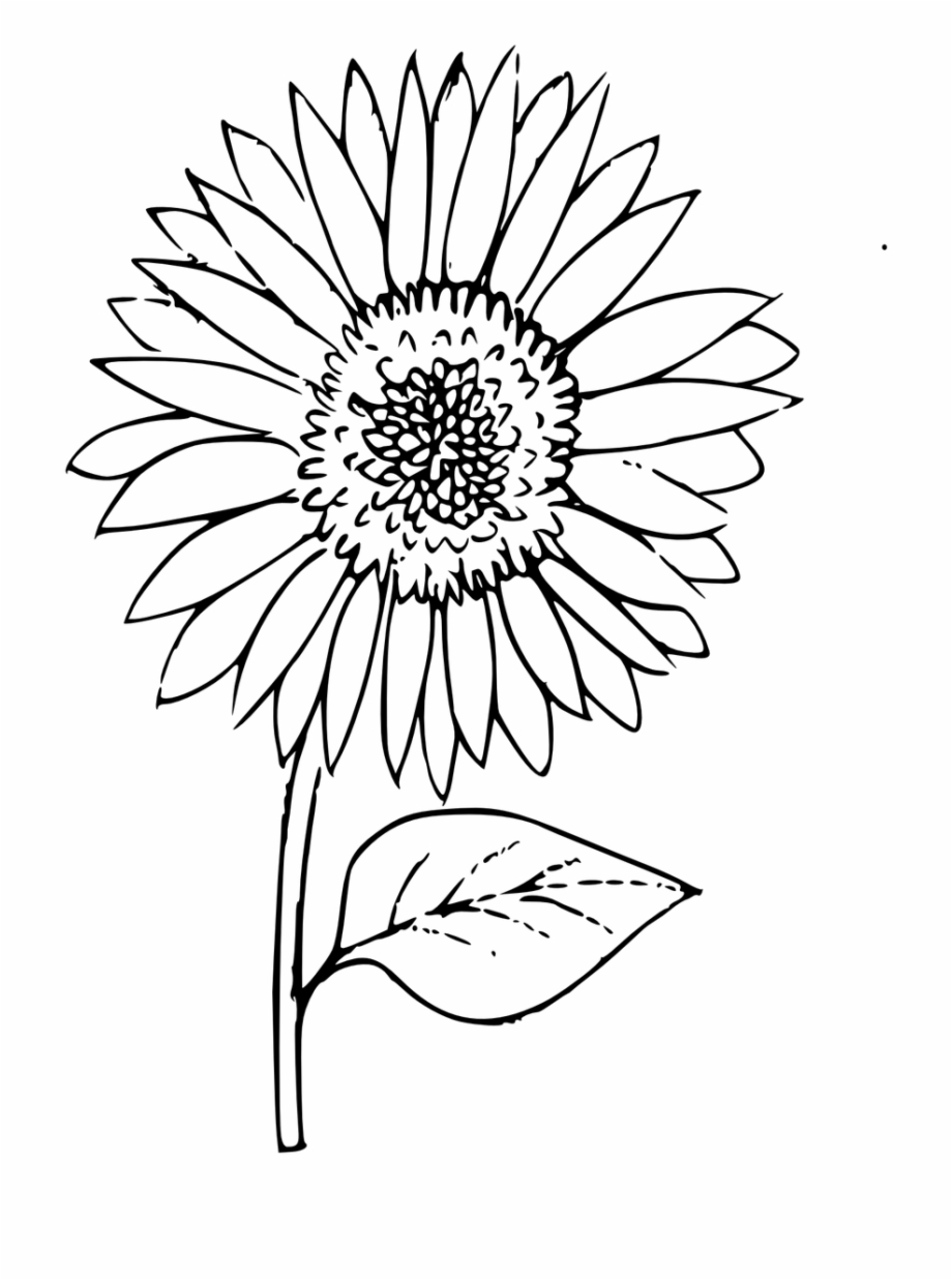Outline sunflower coloring.