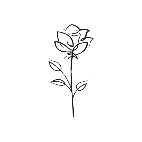 Rose outline rose.