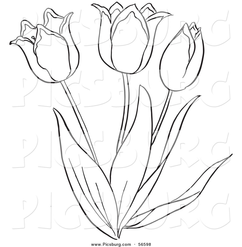 Tulips drawing outlines.
