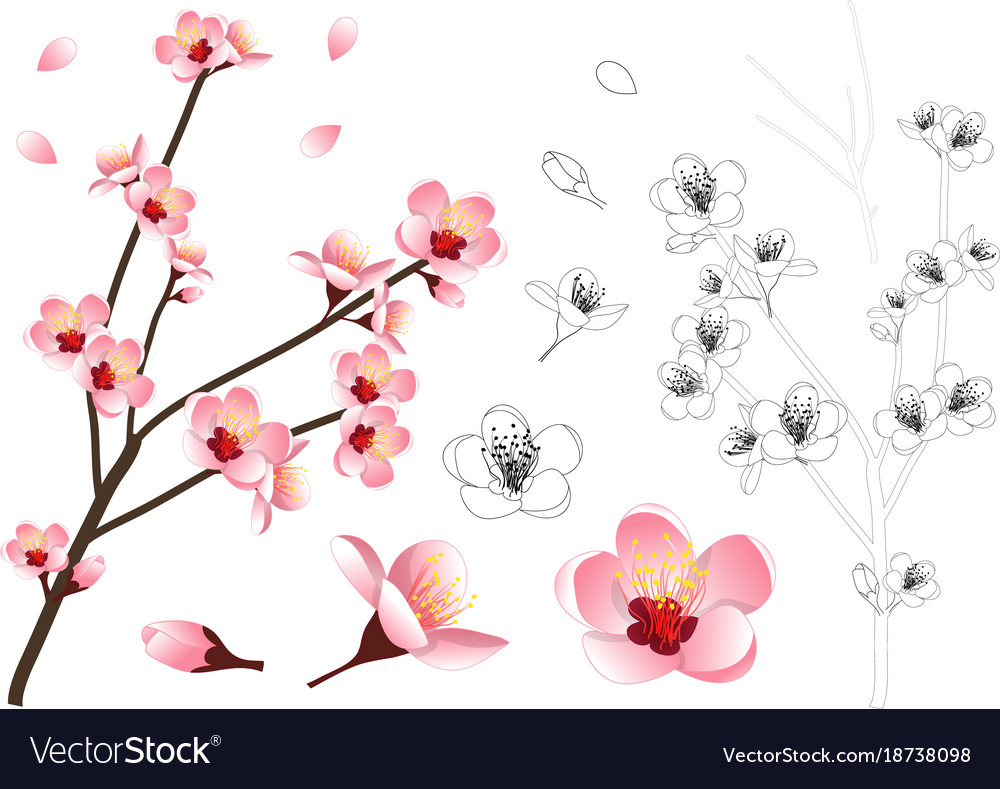 Momo peach flower outline