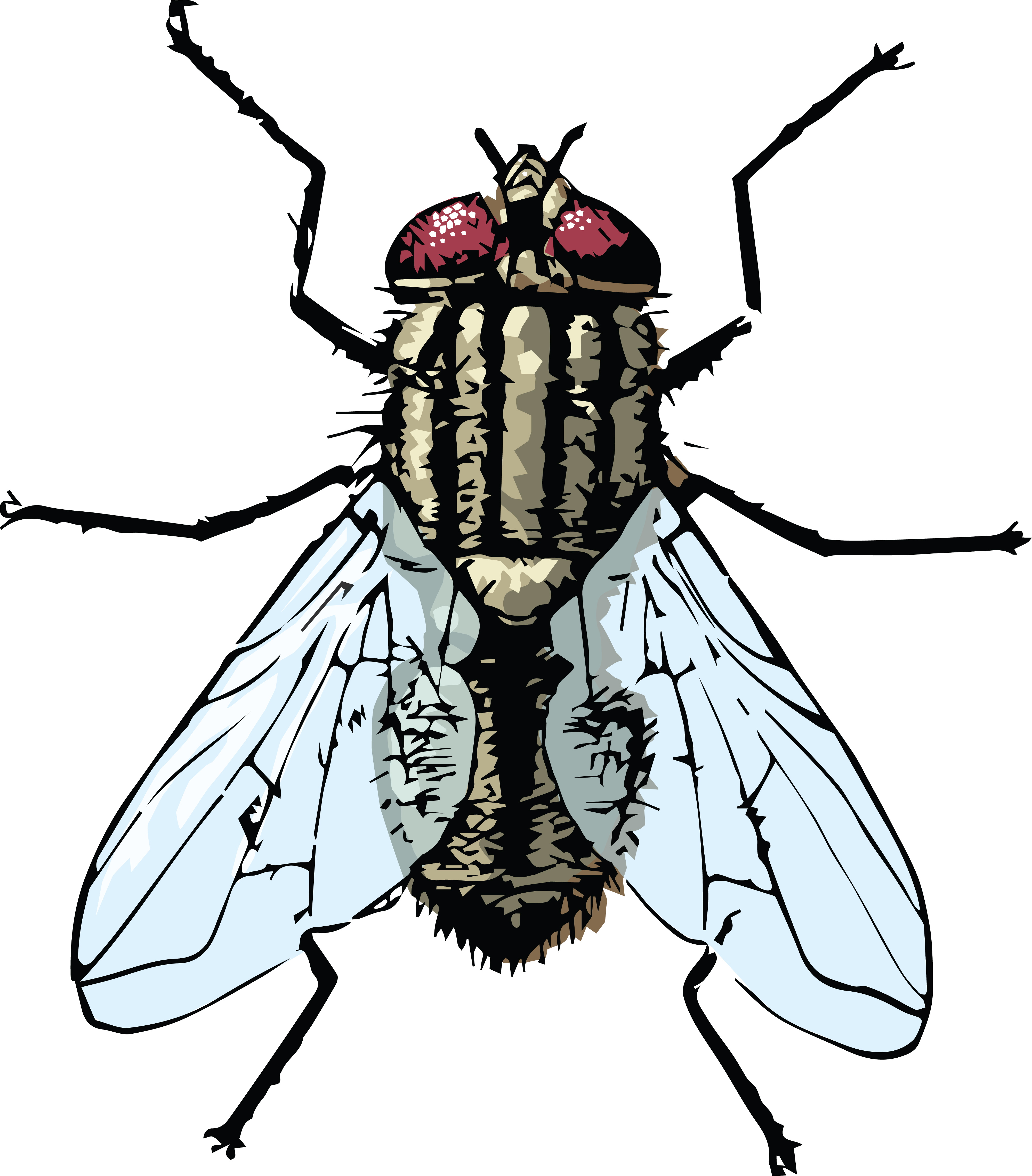 fly clipart
