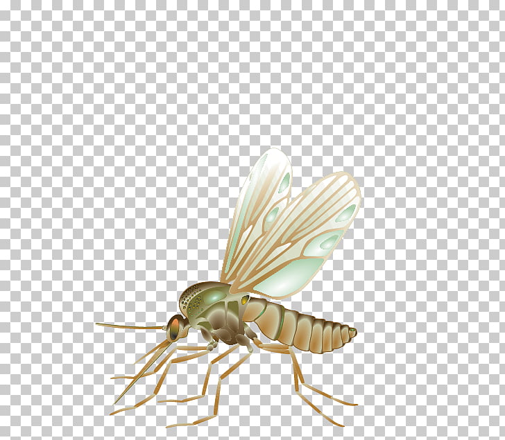 Mosquito Fly Insect, Mosquito, brown mosquito PNG clipart